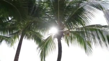 Hindistan cevizi ağaçlarının güneş ışığıyla çizgileri - Sağdan sola kaydır.