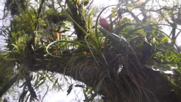 Tumbuhan Tumbuh Bawah Pohon Dari Bawah Matahari Meluncur Dan Kanan — Stok Video