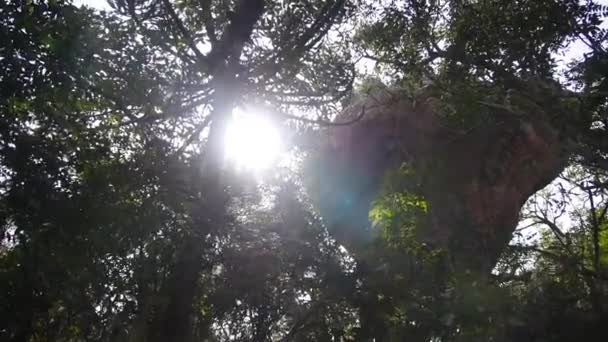 Nap Ragyog Keresztül Faágak Levelek Alulról Kézi — Stock videók