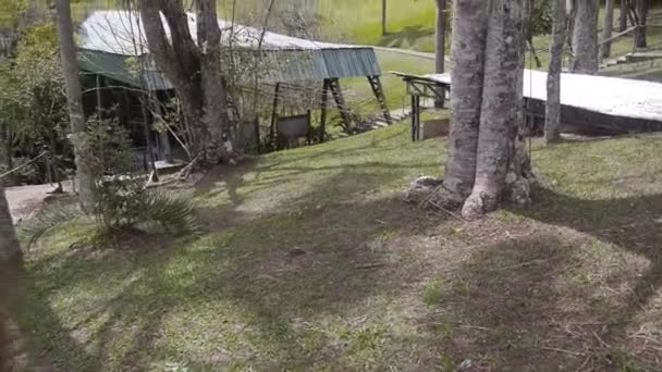 被植物包围的树 有小径和帐篷在后面 从右边滑向左边 — 图库视频影像