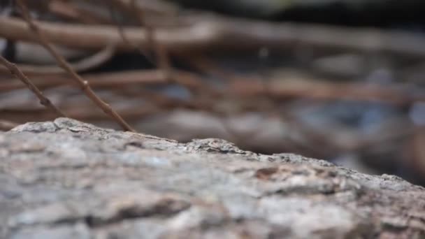 Hormiga Corriendo Sobre Roca Pan Mano Derecha Izquierda — Vídeo de stock