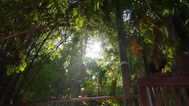 从阳光下的植物到宗教角落 向上向下 — 图库视频影像