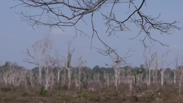 Landschaft Aus Trockenen Ästen Statisch — Stockvideo