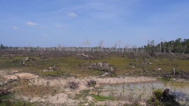 Paisaje Troncos Árboles Detrás Pequeño Estanque Estático — Vídeos de Stock