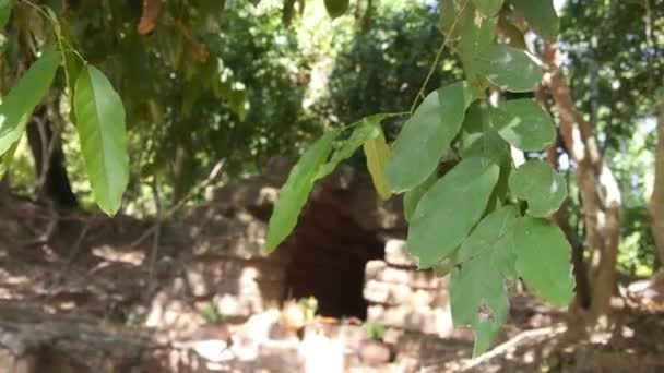 Hojas Frente Estructura Roca Rodeada Flora Portátil — Vídeos de Stock