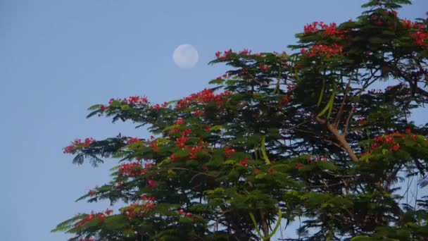 Czerwony Kwiat Ekstrawagancki Przed Księżycem Niebieskim Niebie Podręcznik — Wideo stockowe