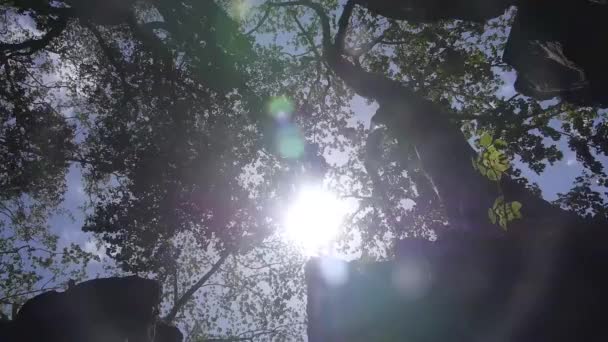 太陽光線が岩の建物の近くに木の枝を投げました スピン 右そして左 — ストック動画