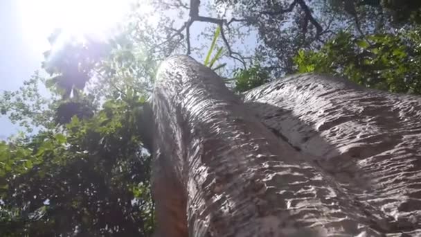 Дерево Ствол Листья Солнцем Земли Слайд Форт Обратно — стоковое видео