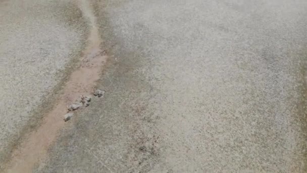 Sable Chaud Couleur Neutre Près Plage Sur Une Île Tropicale — Video