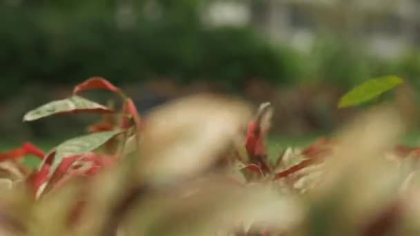 Vackra Röda Blad Påverkas Blommor — Stockvideo