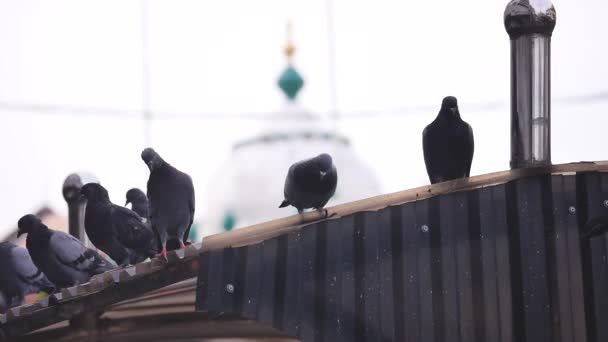 Czarne Gołębie Spoczywające Bramie — Wideo stockowe