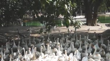 Karachi Hayvanat Bahçesi 'nde açık kafeste bir sürü ördek.