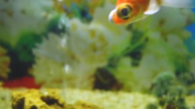 Karachi hayvanat bahçesindeki bir akvaryumda büyük bir göz balığı.