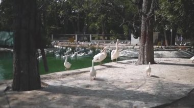  Ördekler gölette güzel bir günün tadını çıkarıyor.