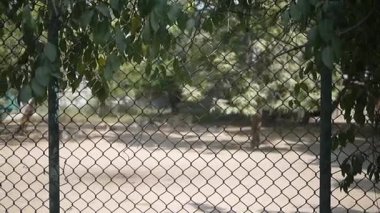 Karachi hayvanat bahçesinde boş kafes..