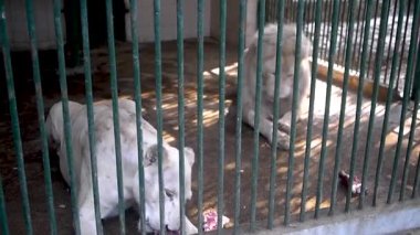 Aslan ve dişi aslan Karachi hayvanat bahçesinde yemeğin tadını çıkarıyor.