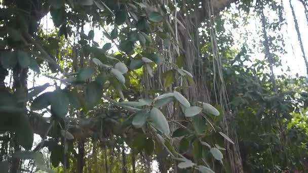 Huge Old Tree Karachi Zoo Pan Left — Stock Video