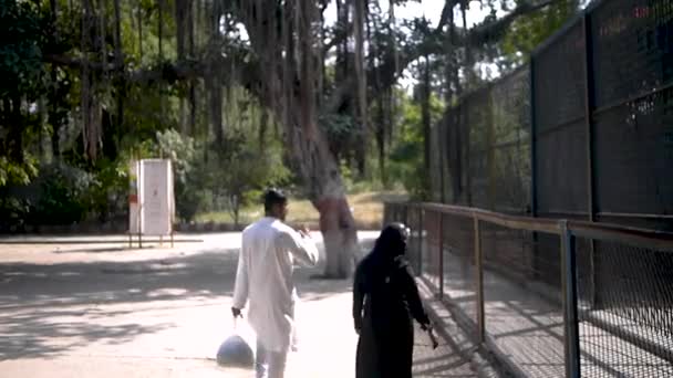 Мусульманская Пара Прогуливается Зоопарку — стоковое видео