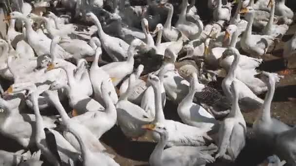 Montón Patos Reunieron Para Comer Zoológico Karachi — Vídeos de Stock