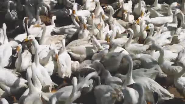 Karachi Hayvanat Bahçesi Nde Açık Kafeste Bir Sürü Ördek — Stok video