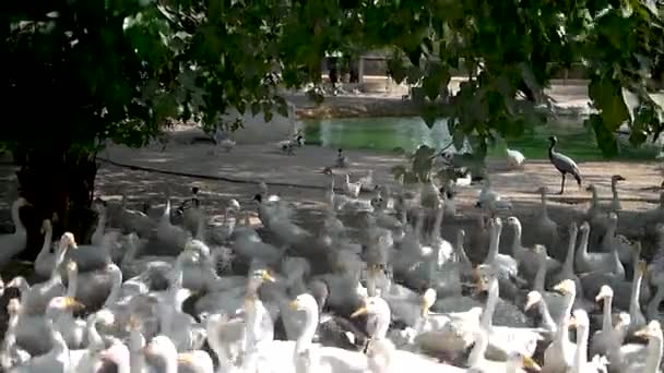 Viele Enten Offenen Käfig Zoo Von Karatschi — Stockvideo