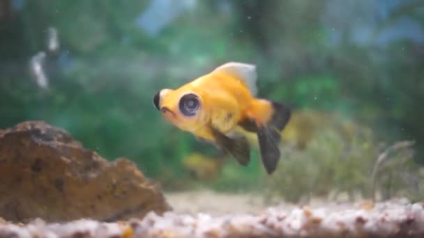 Karachi Hayvanat Bahçesindeki Bir Akvaryumda Büyük Göz Portakalı Balığı — Stok video