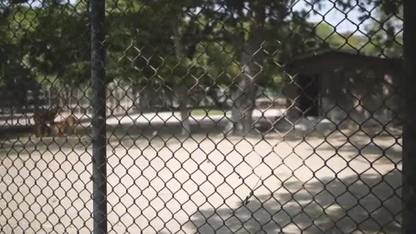 Олени Открытой Клетке Зоопарке Карачи — стоковое видео