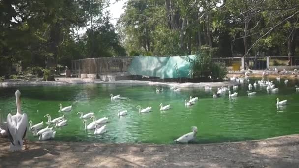 Ducks Birds Enjoying Day Zoo — Stock Video