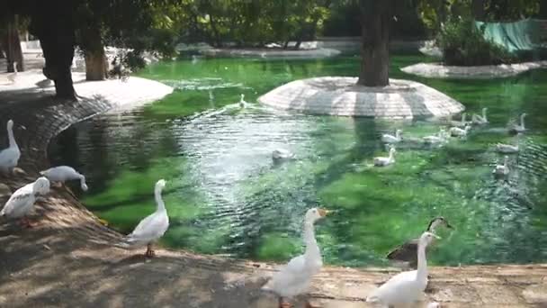 Ducks Chilling Green Pond Karachi Zoo — Stock Video