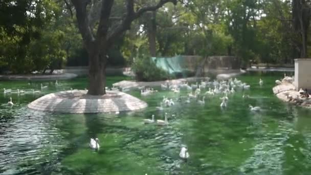 Ducks Swimming Nice Green Pond Karachi — Stock Video