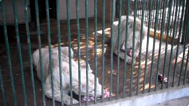 Λιοντάρι Και Λέαινα Απολαμβάνουν Γεύμα Στο Κλουβί Τους — Αρχείο Βίντεο