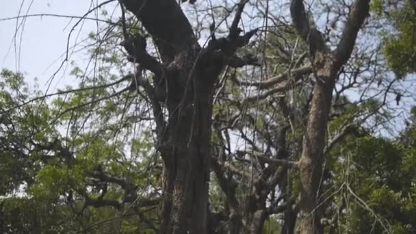 Stare Drzewo Pobliżu Stawu Kaczek — Wideo stockowe
