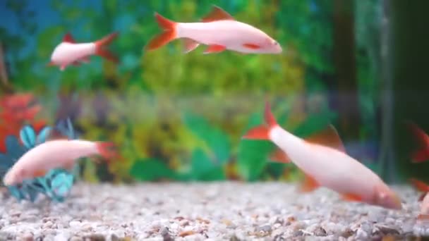 Růžové Oranžové Ryby Akváriu Zoologické Zahradě — Stock video