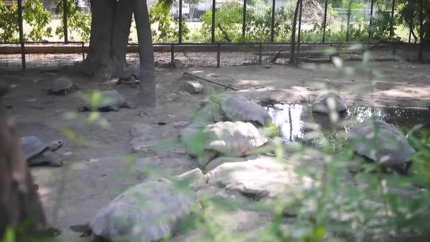 Schildkröten Genießen Ihren Offenen Käfig Teichnähe — Stockvideo