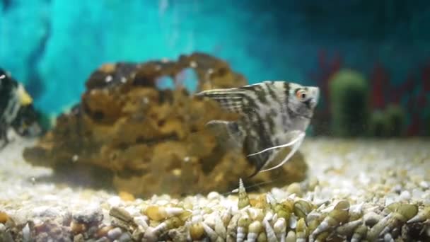 Ψάρια Ζέβρα Ενυδρείο Στο Ζωολογικό Κήπο Καράτσι — Αρχείο Βίντεο