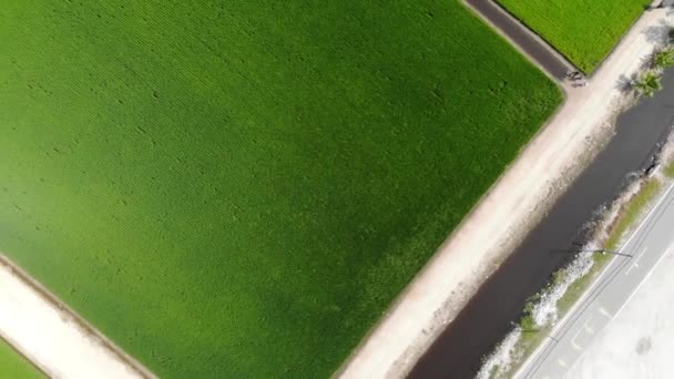 Αεροφωτογραφία Ενός Αγροκτήματος Στο Sekichan — Αρχείο Βίντεο