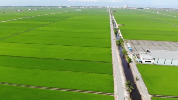 Vista Aérea Campo Paddy Sekichan — Vídeo de Stock