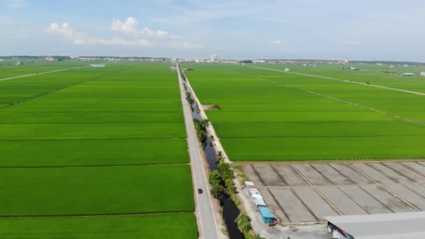 Vista Aérea Campo Paddy Sekichan — Vídeo de Stock