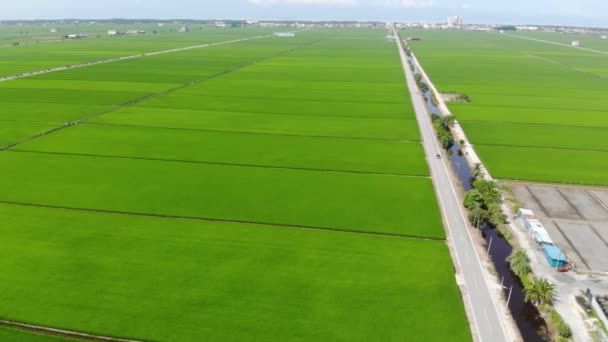関知県の水田の空中写真 — ストック動画