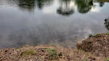 Branch Standing In A Reflective Lake