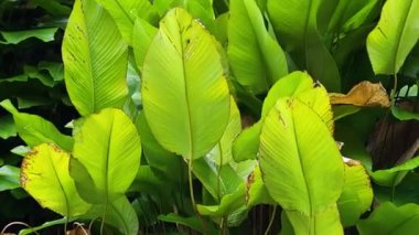 Yeşil Bitkiler Rüzgarda Yavaşça Hareket Ediyor