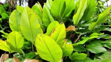 Rüzgarda Sallanan Yeşil Bitkiler