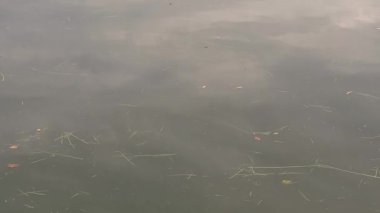 Ağaçların yansımasıyla Göl Yüzeyi