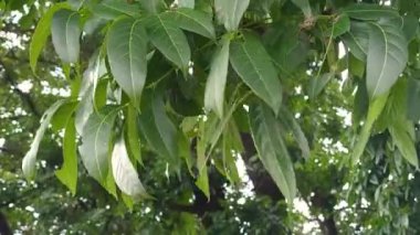 Rüzgarlı bir alanda esen bir dalda bırakır.