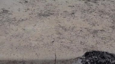 Taştan bir yüzeyde hareket eden karınca