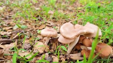 Yerdeki mantarlar otla dolu.
