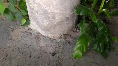 Soketli Eski Basketbol Sahası 