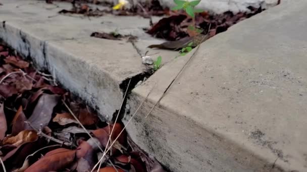 Çimento Çatalında Çatlaklar Büyüyen Bir Bitki Karıncalar — Stok video