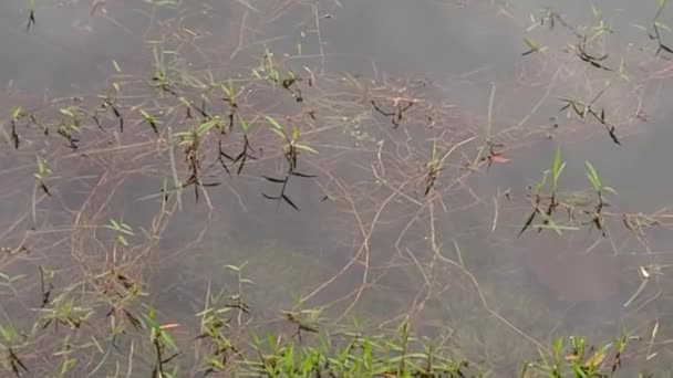 Lake Vines Vegetation Underwater — Vídeos de Stock
