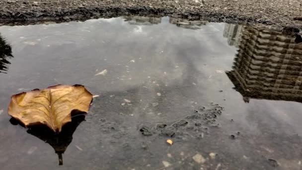 Blatt Mit Einer Pfütze Aus Wasser Und Wellen — Stockvideo